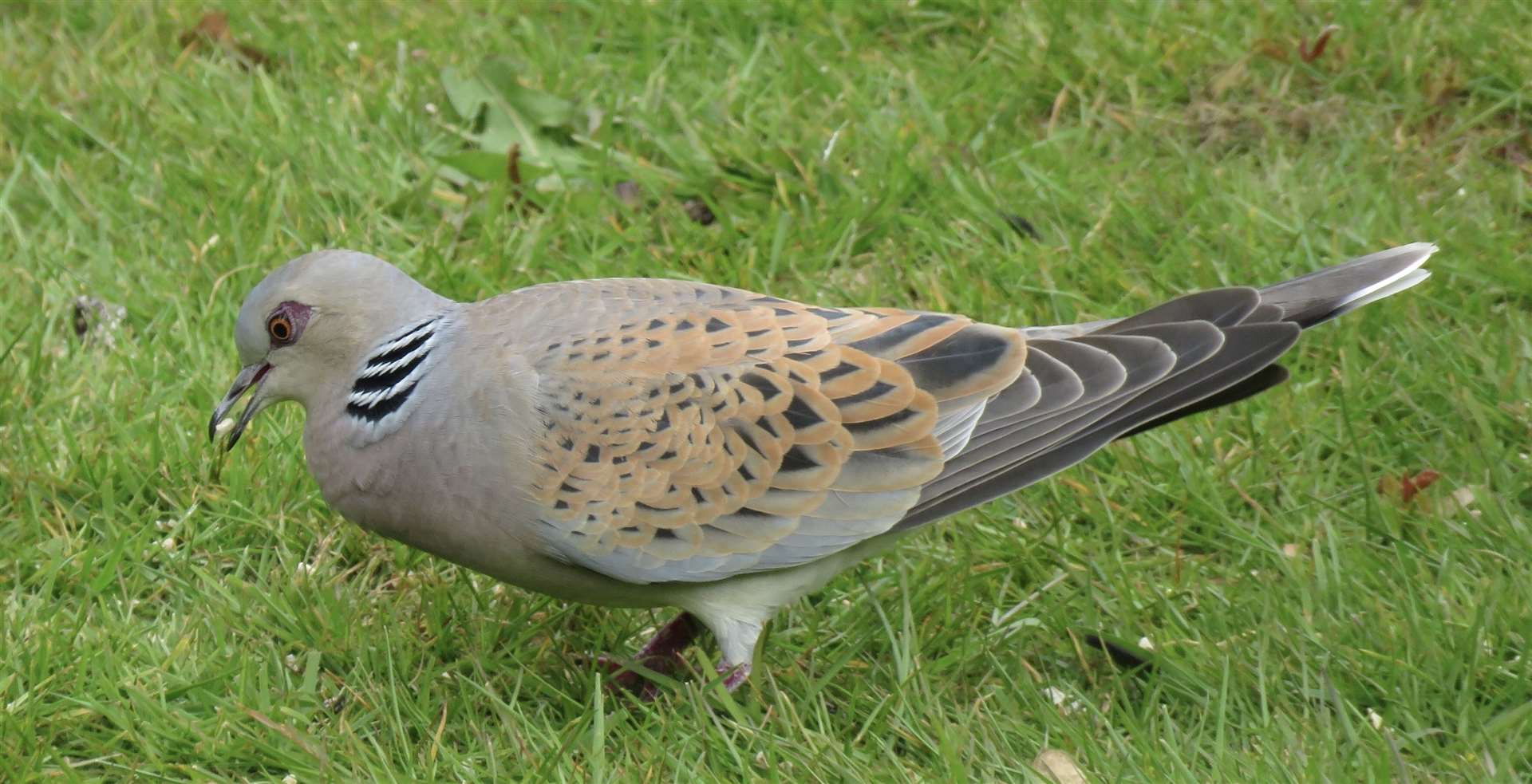 It is pictured here pecking at the soil in John Brewin's lawn where there appeared to be bird seed