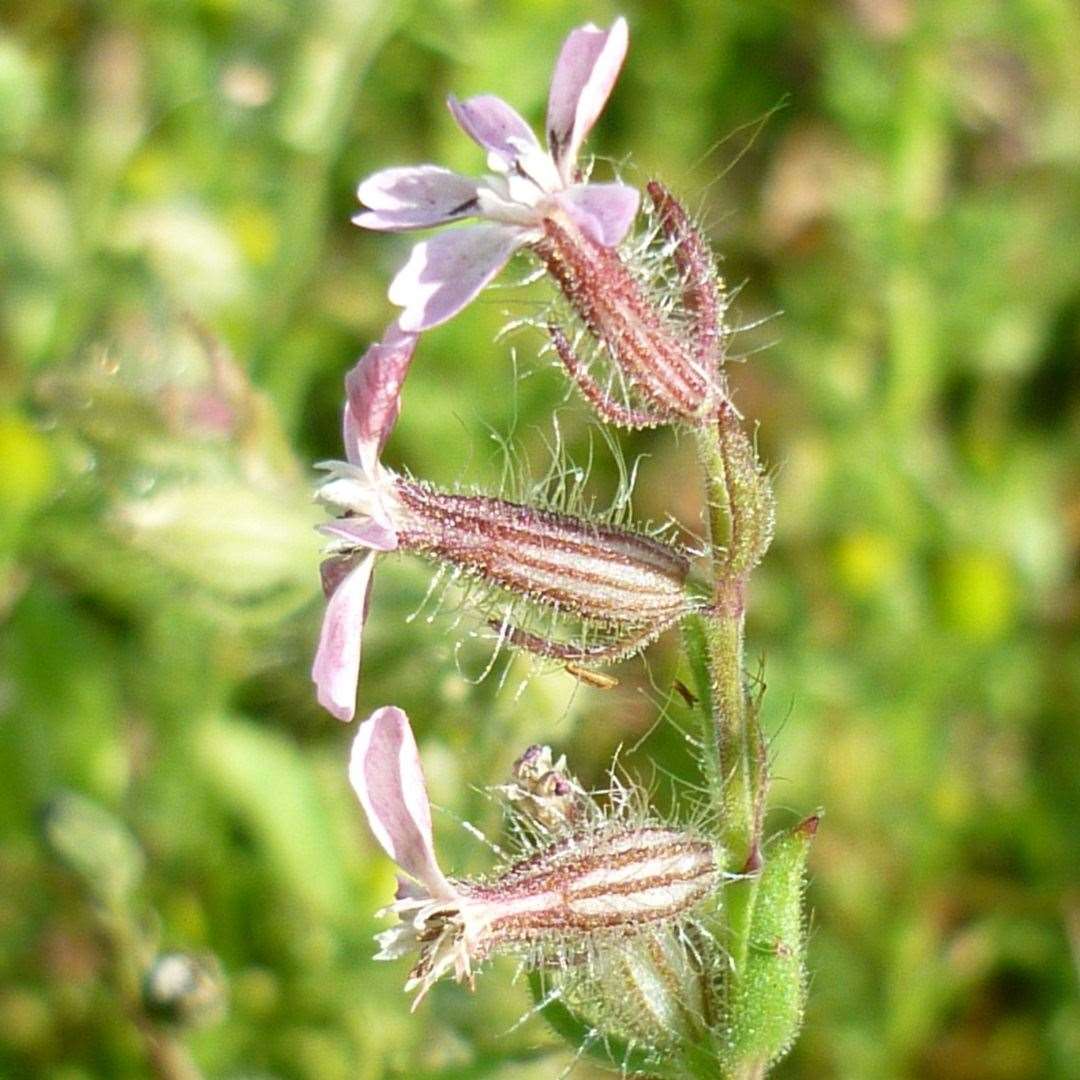 The small-flowered catchfly has disappeared from 70% of its former range (Plantlife/PA)