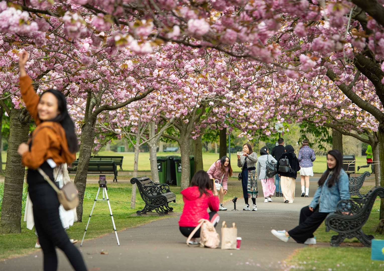 People pose for photos with cherry trees in blossom in Greenwich Park (Dominic Lipinski/PA)