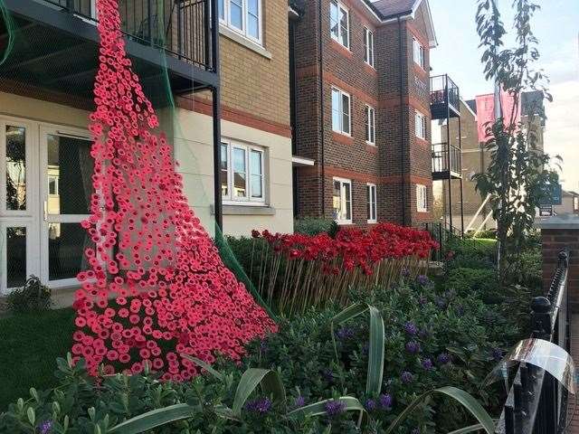 Poppy 'waterfall' at Beatrice Lodge, Sittingbourne