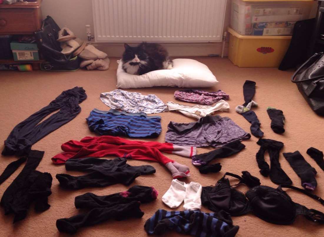 New Zealand 'cat burglar' caught stealing men's underwear - BBC News