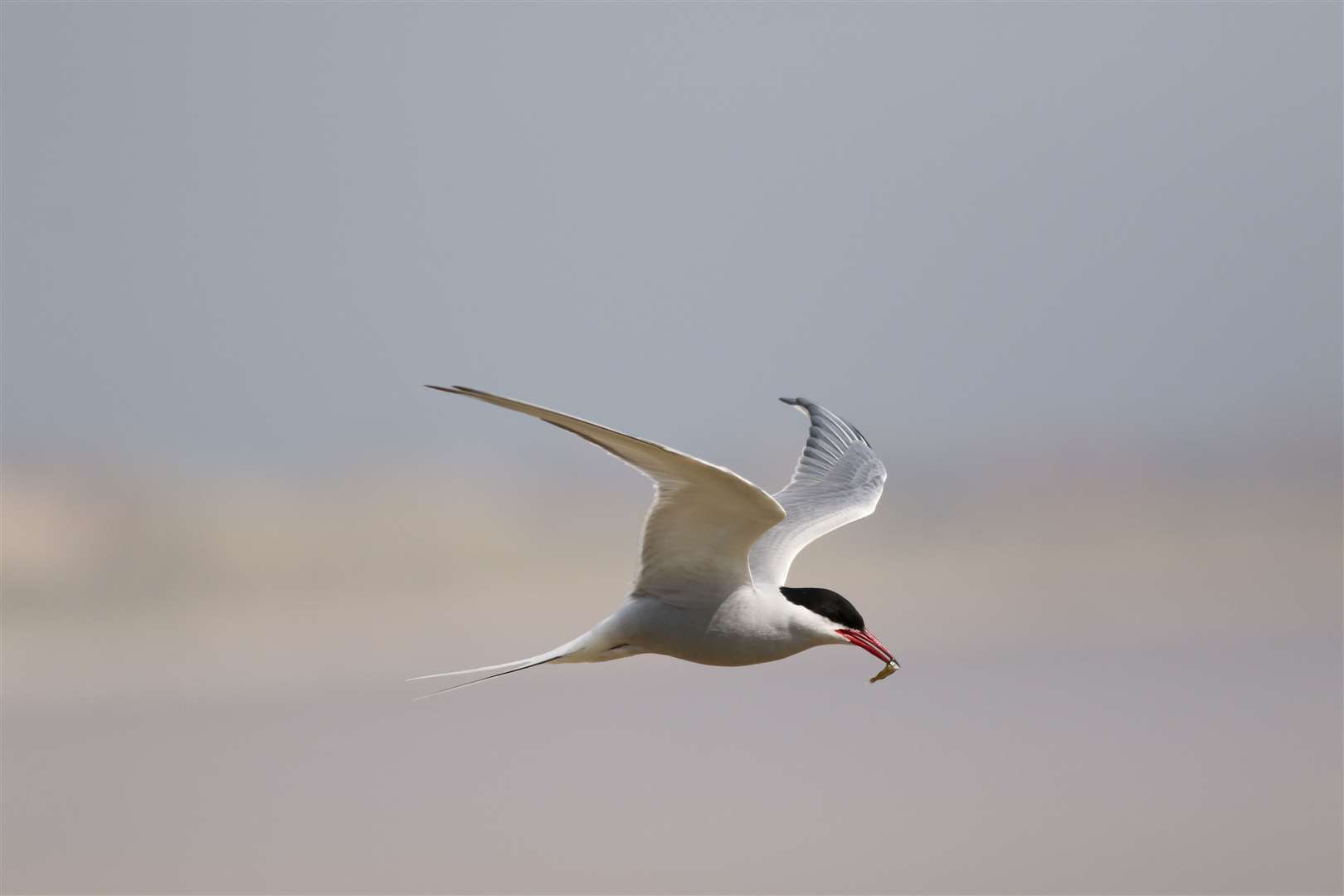 Arctic tern at Long Nanny, Northumberland, had a terrible year (Tim Robinson/National Trust/PA)