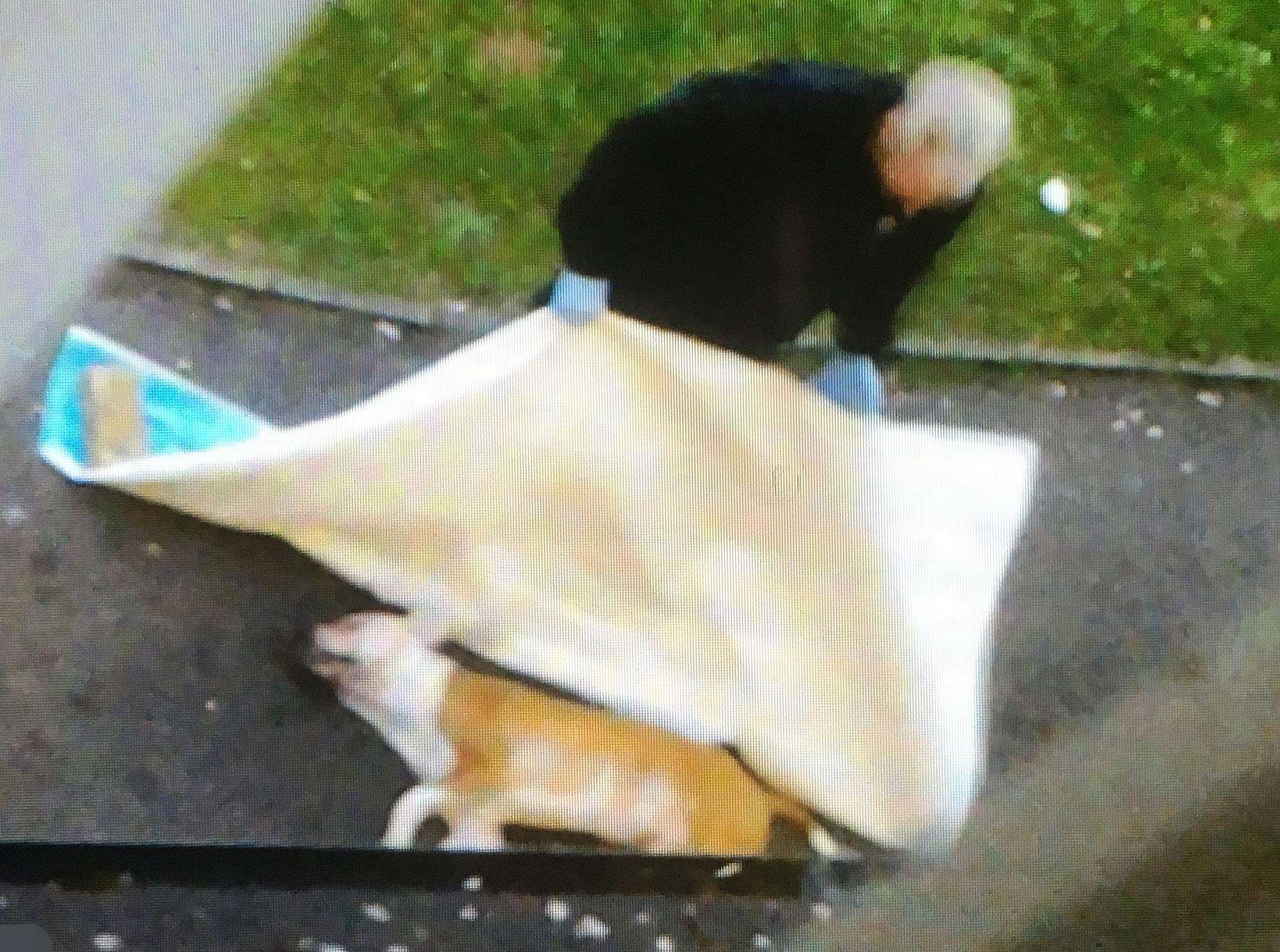 Police cover up the pitbull cross after the attack in Jenkins Dale in Chatham. Picture: Steve Finn