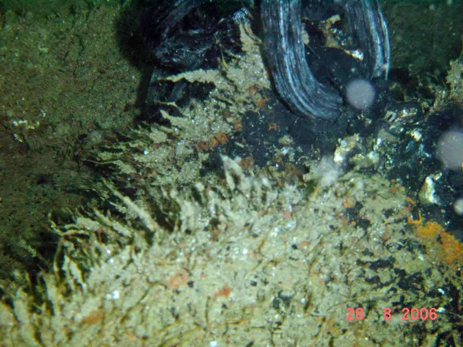 Buried on the seabed was the hospital ship Anglia's anchor and chain