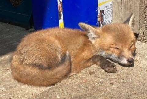 Hazel the fox has hydrocephalus, a condition where fluid builds up in the brain