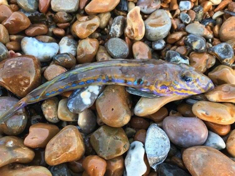 An exotic looking fish which washed up at Walmer near Deal has been identified as a Common Dragonet. Picture: Jerry Styles