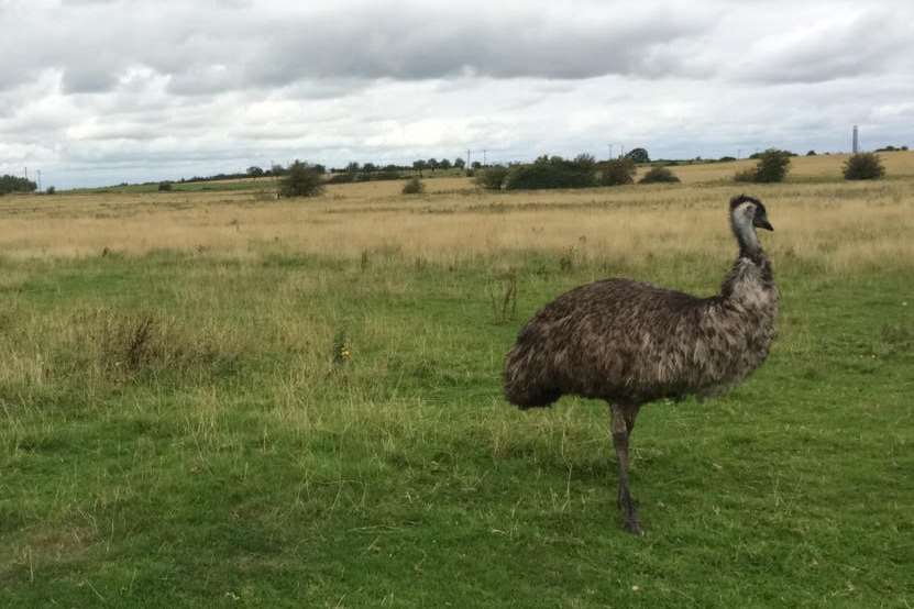 Emu Jimmy 'arrested' by police in Iwade