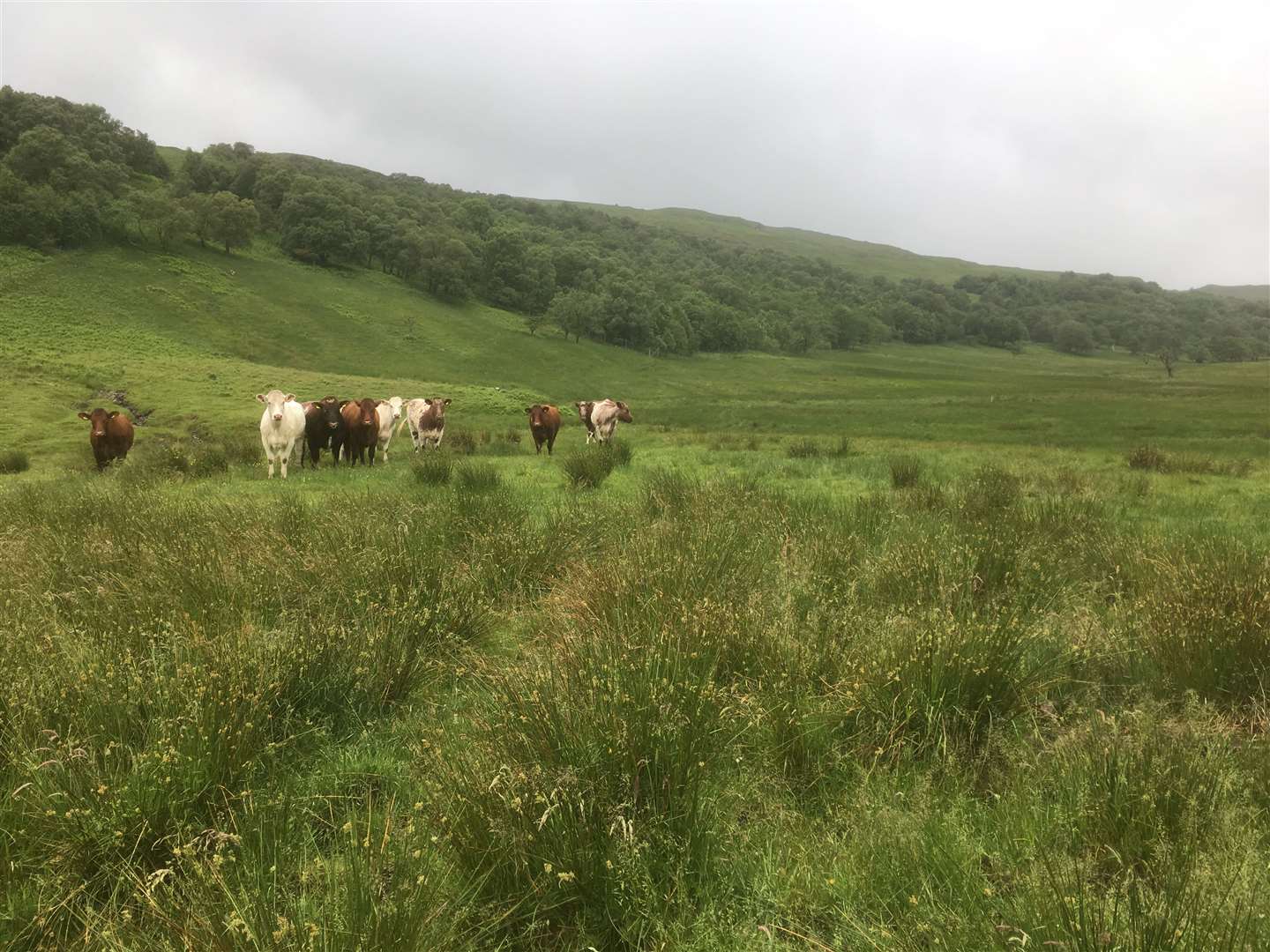 Farmers and conservationists fear landscape recovery programmes could be a casualty of amendments to ELMS (Alastair Driver/Rewilding Britain/PA)