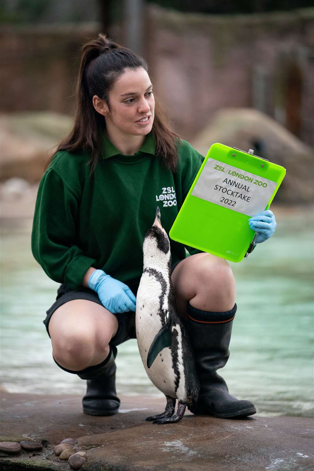 Some of the penguins were curious about the stocktake (Aaron Chown/PA)