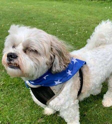 Sniffing the air in Whitfield near Dover. Picture by Charlie Henworth