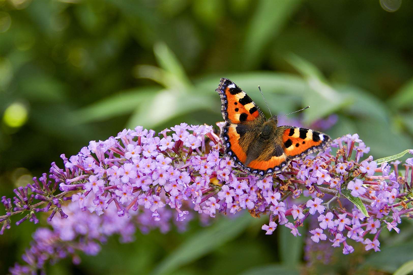 With climate change likely to encourage more heatwaves there are concerns for the future health of populations. Image: iStock.