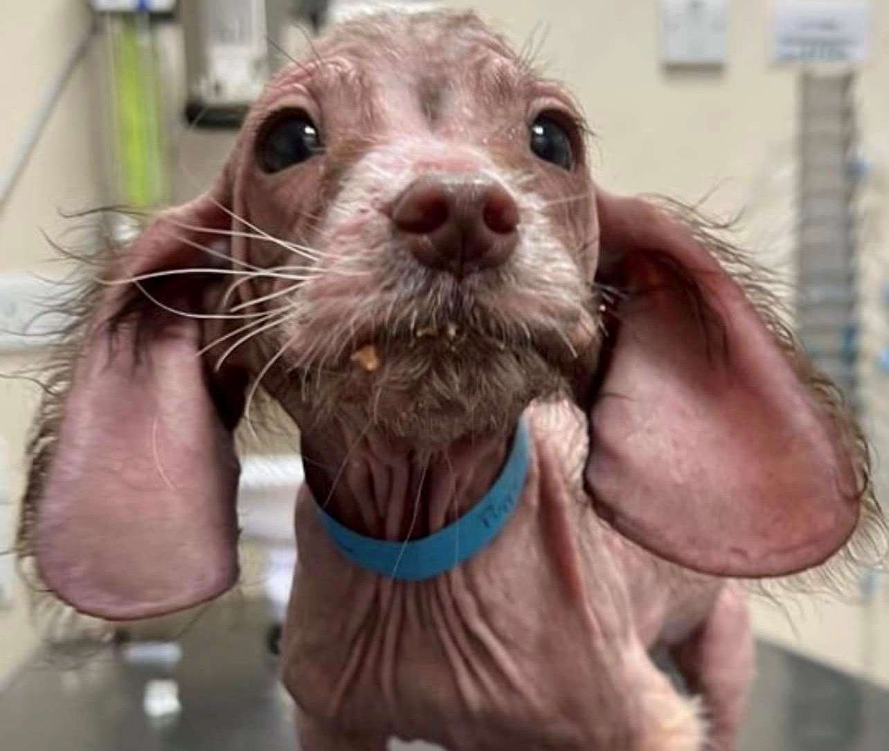 The spaniel puppies also have worms and ulcerations to their legs. Picture: New Hope Animal Rescue