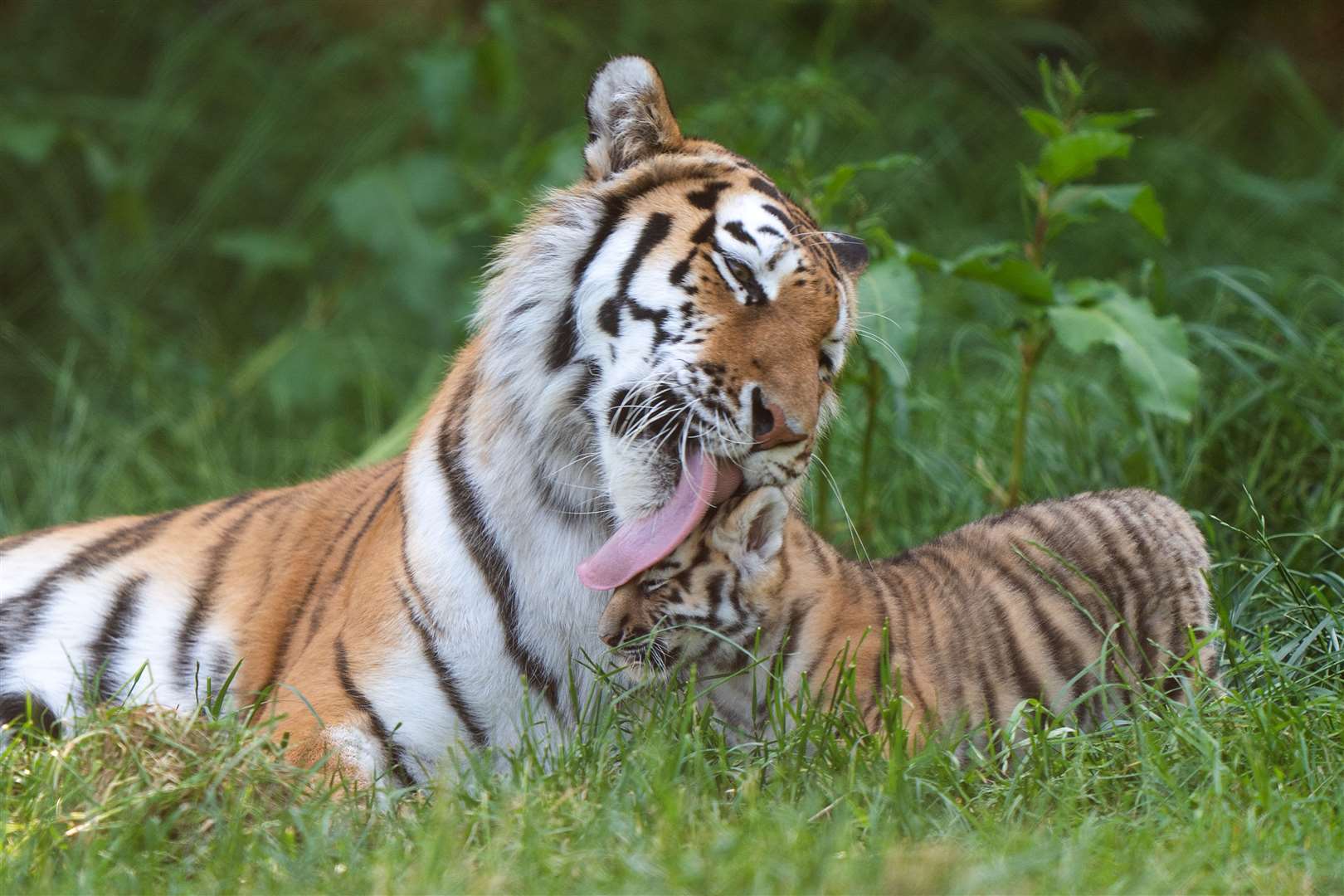 Amur tigers are the largest of the world’s big cats as well as the heaviest, with only around 500 left in the wild (Joe Giddens/PA)