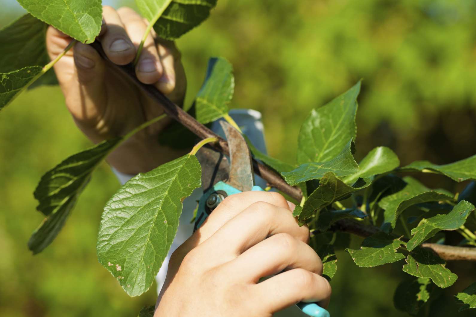 A bush was pruned and is now being treated as theft. Stock photo.