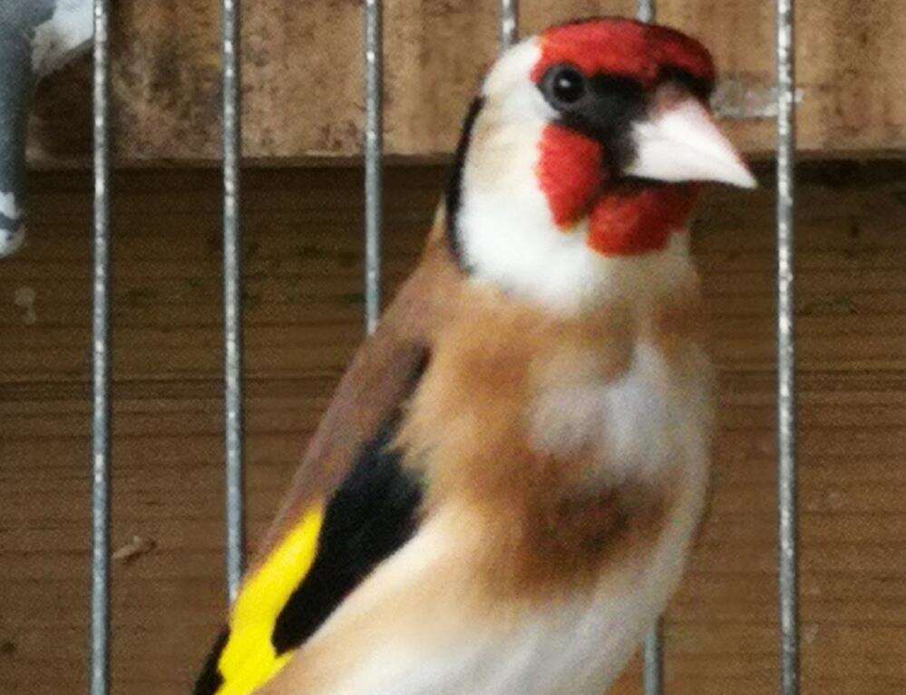 Gold finch - Kent Police (6740535)
