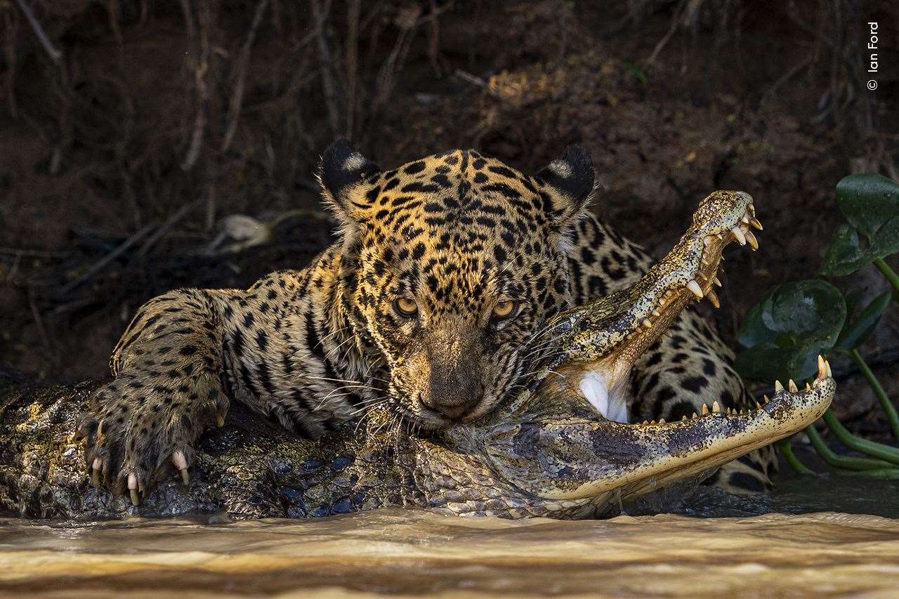 The moment a jaguar delivers a fatal bite to a caiman in the Pantanal (Ian Ford/Wildlife Photographer of the Year)