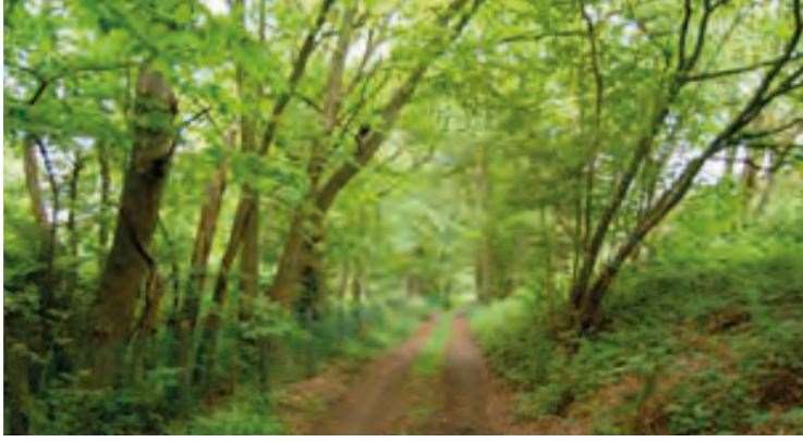 There are several areas of ancient woodland at Fort Halstead