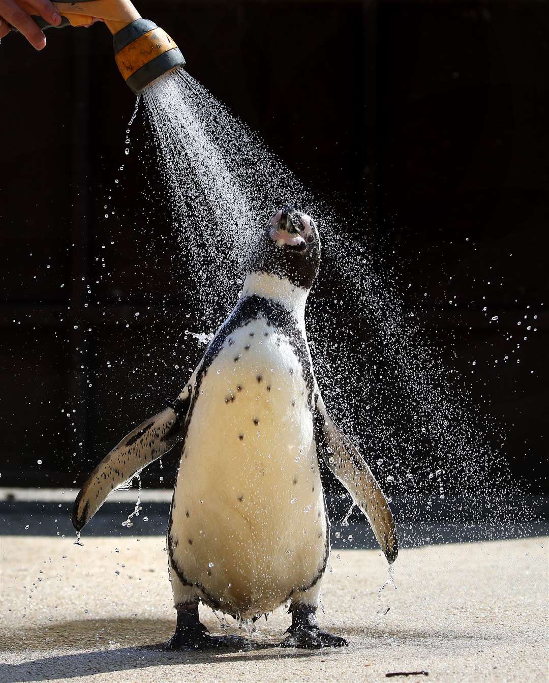 The Scottish Government says it is reviewing practice in zoos overall (Andrew Milligan/PA)