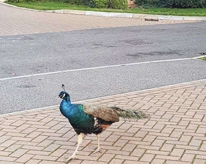 The beautiful birds are thought to belong to a resident in Sholden Picture: Kaylie Golding