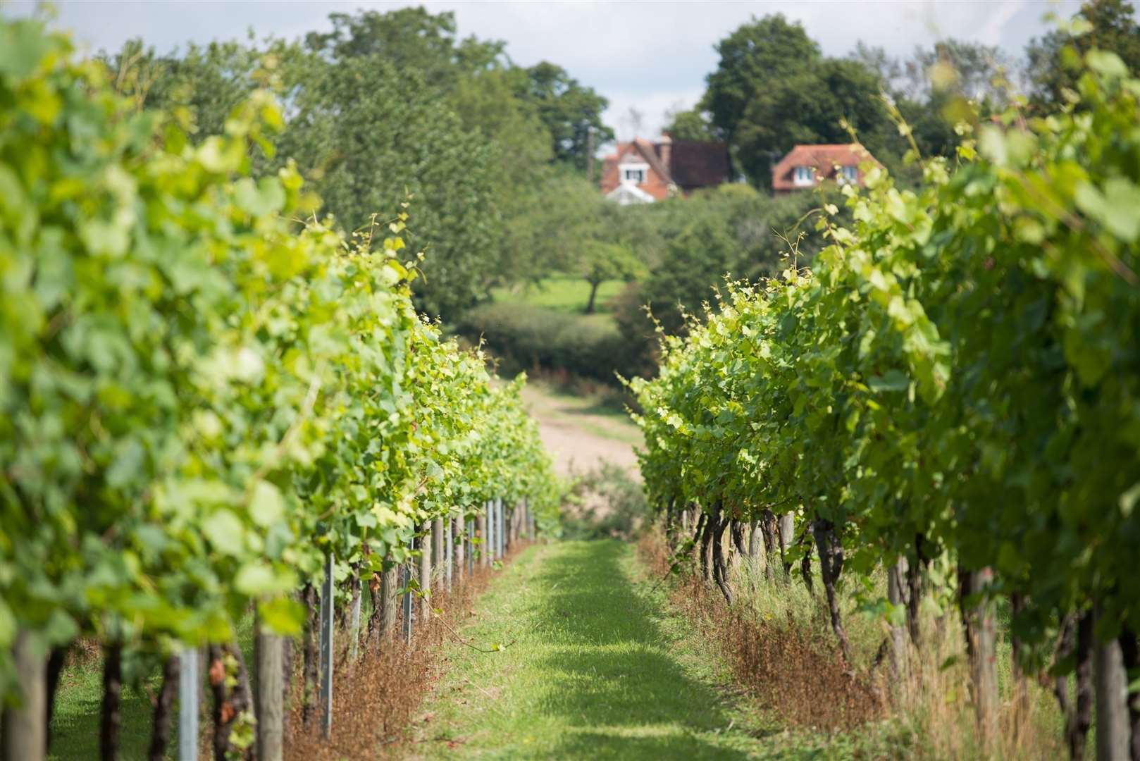 Wine from top Kent vineyards is planned to be on sale at the venue