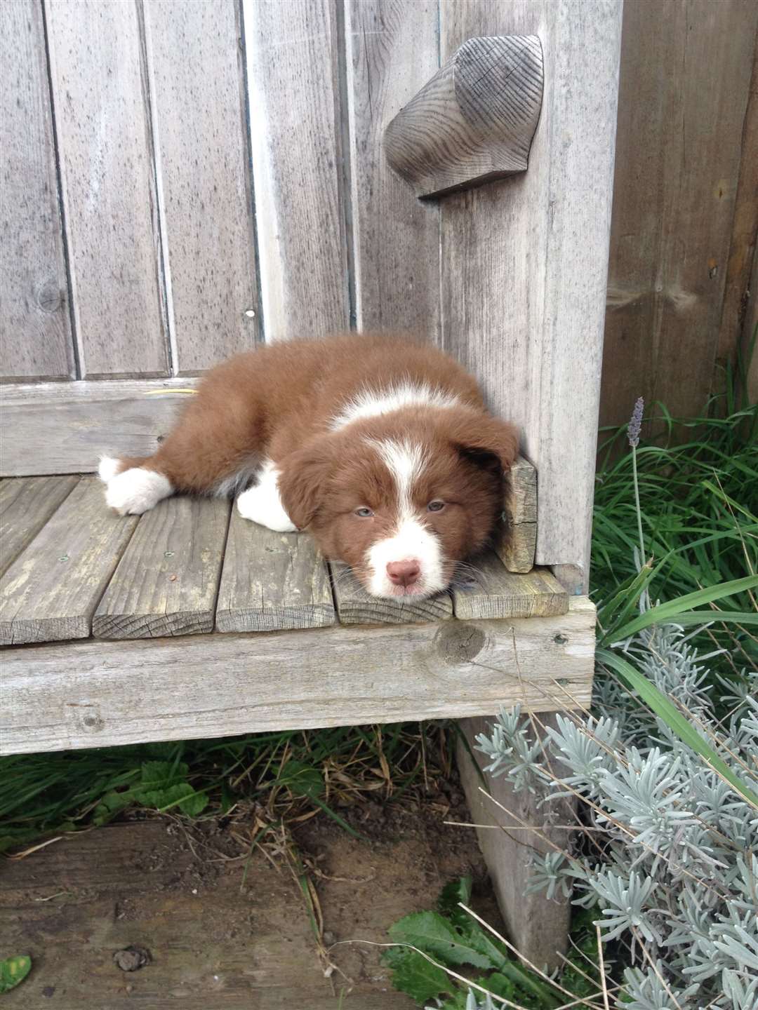 Taffy as a puppy