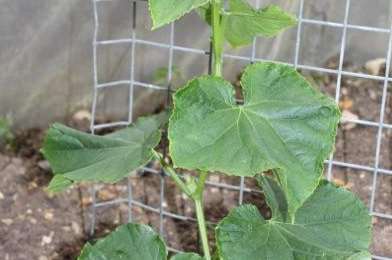 Cucumbers coming on