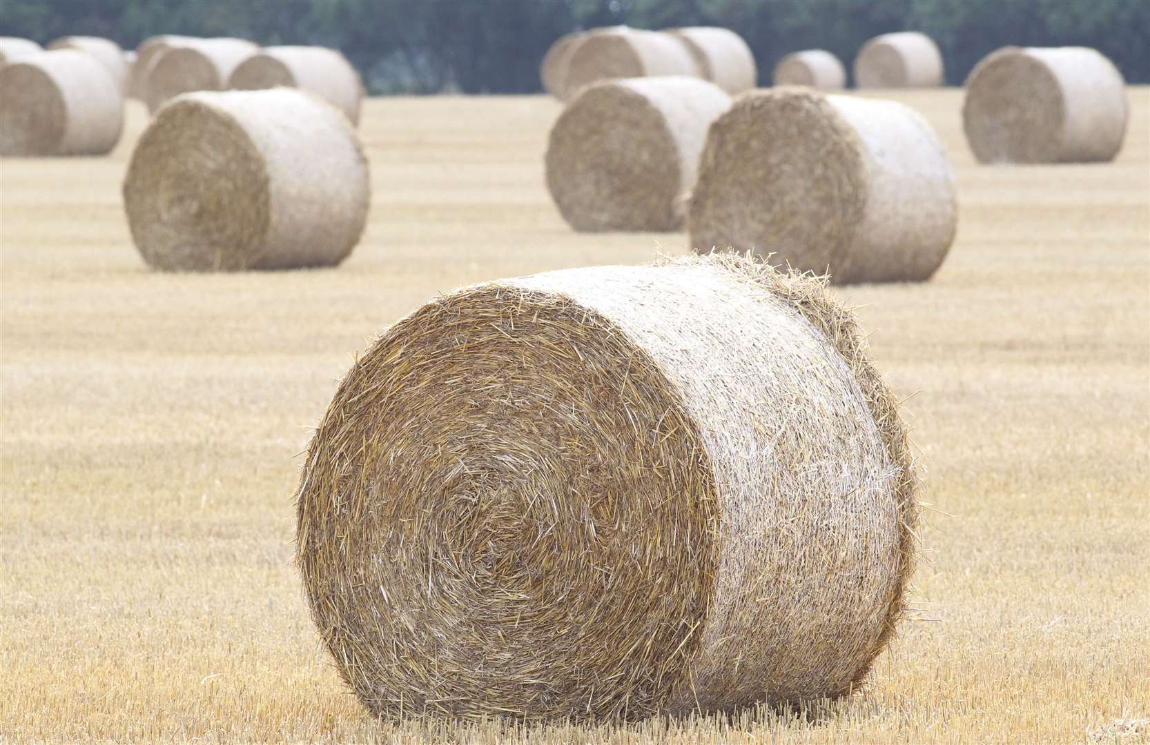 About 40 bales of hay were destroyed. Stock image
