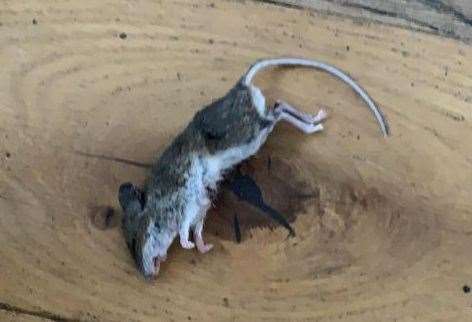 They also found a dead mouse