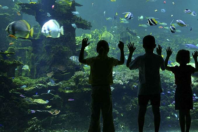 Spectators view some of the sea life at Nausicaa