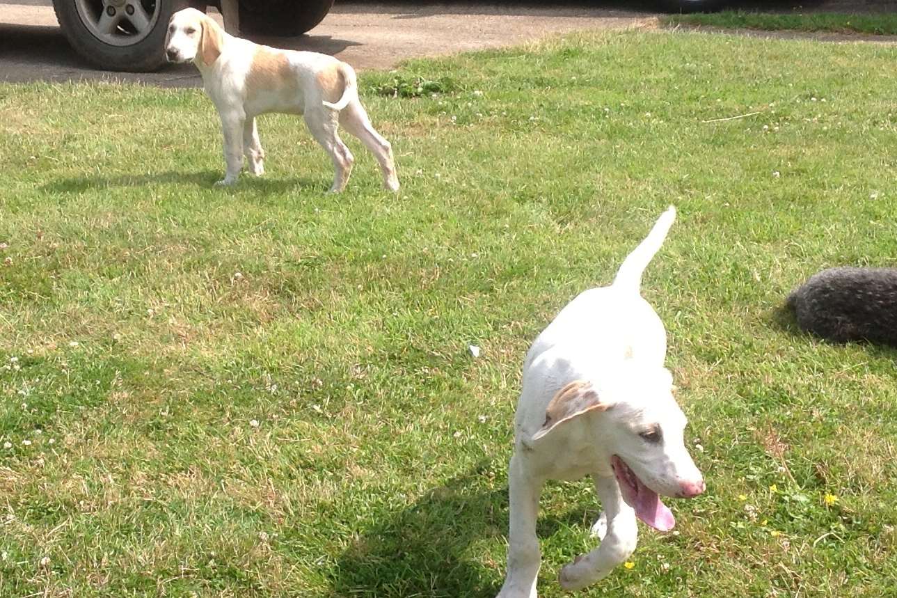 Foxhound puppies Student and Stroller who were taken from Egerton