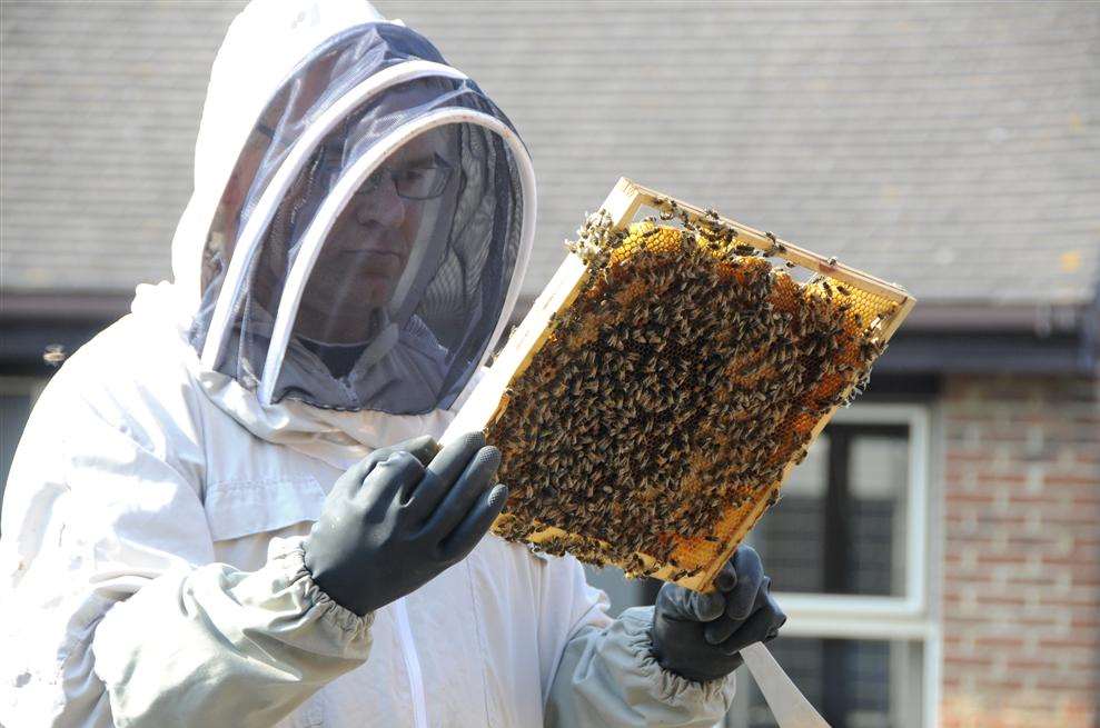 Bee keeper Pat Hillman tends to his swarm