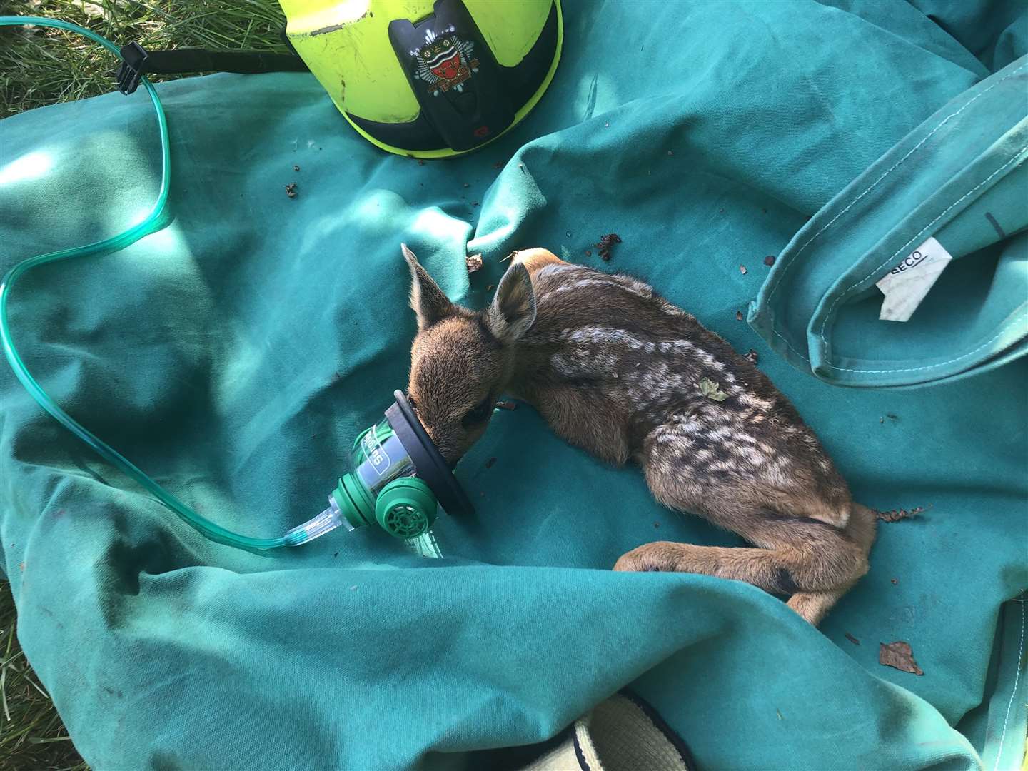 The roe deer after being rescued (RSPCA/PA)