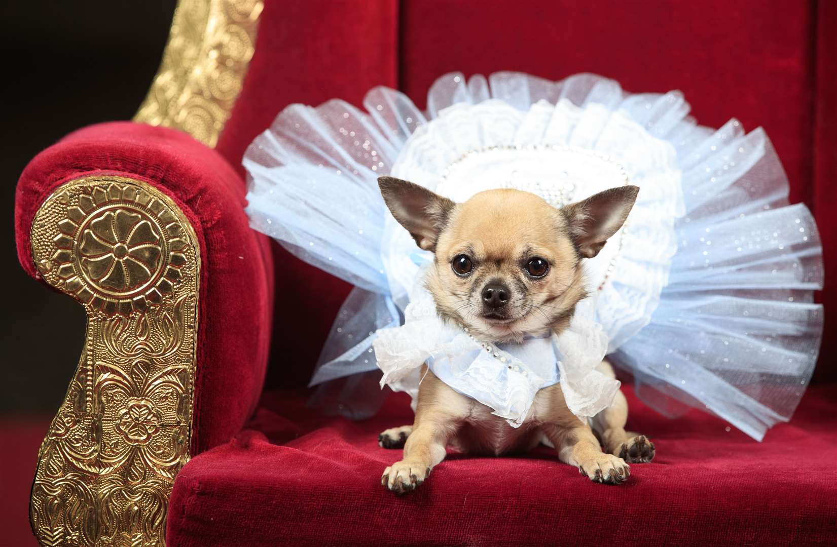 Dolly the Chihuahua as Alice in Wonderland (Danny Lawson/PA)