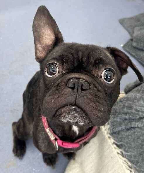 French bulldog Dolly. Picture: Last Chance Animal Rescue