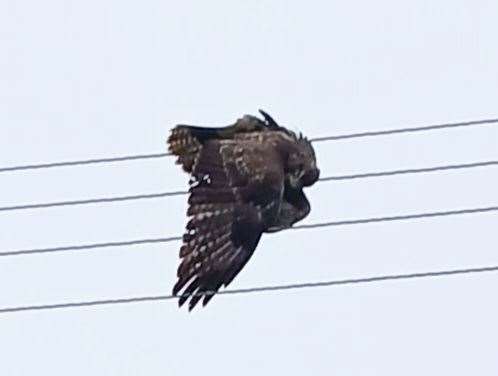 The buzzard became entangled in the power lines at Faversham