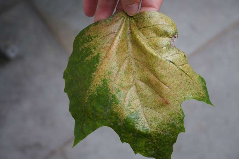 Damage to a leaf caused by a plane lace bug (C Malumphy/Fera/PA)