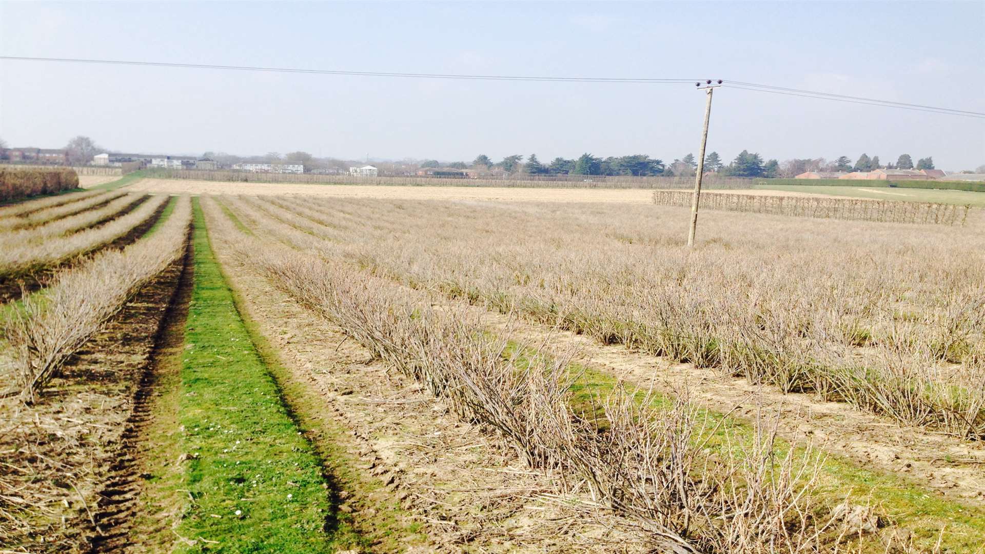 The land east of Love Lane where developers hope to build