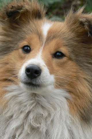 Shetland sheepdog Annah was found wandering around Ashford