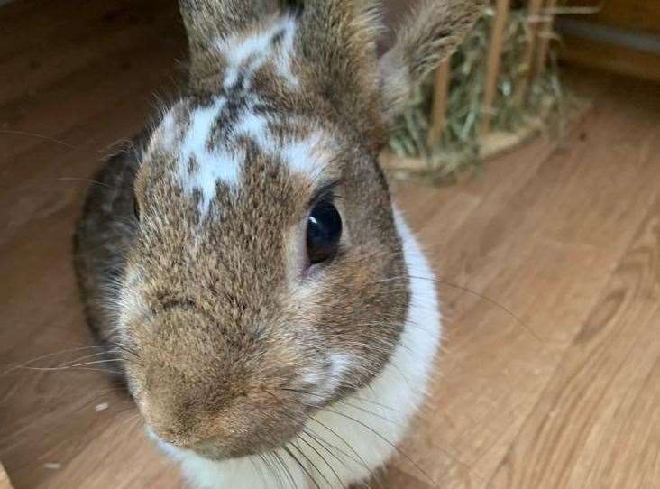 RSPCA helps 96 rabbits find forever homes in Kent