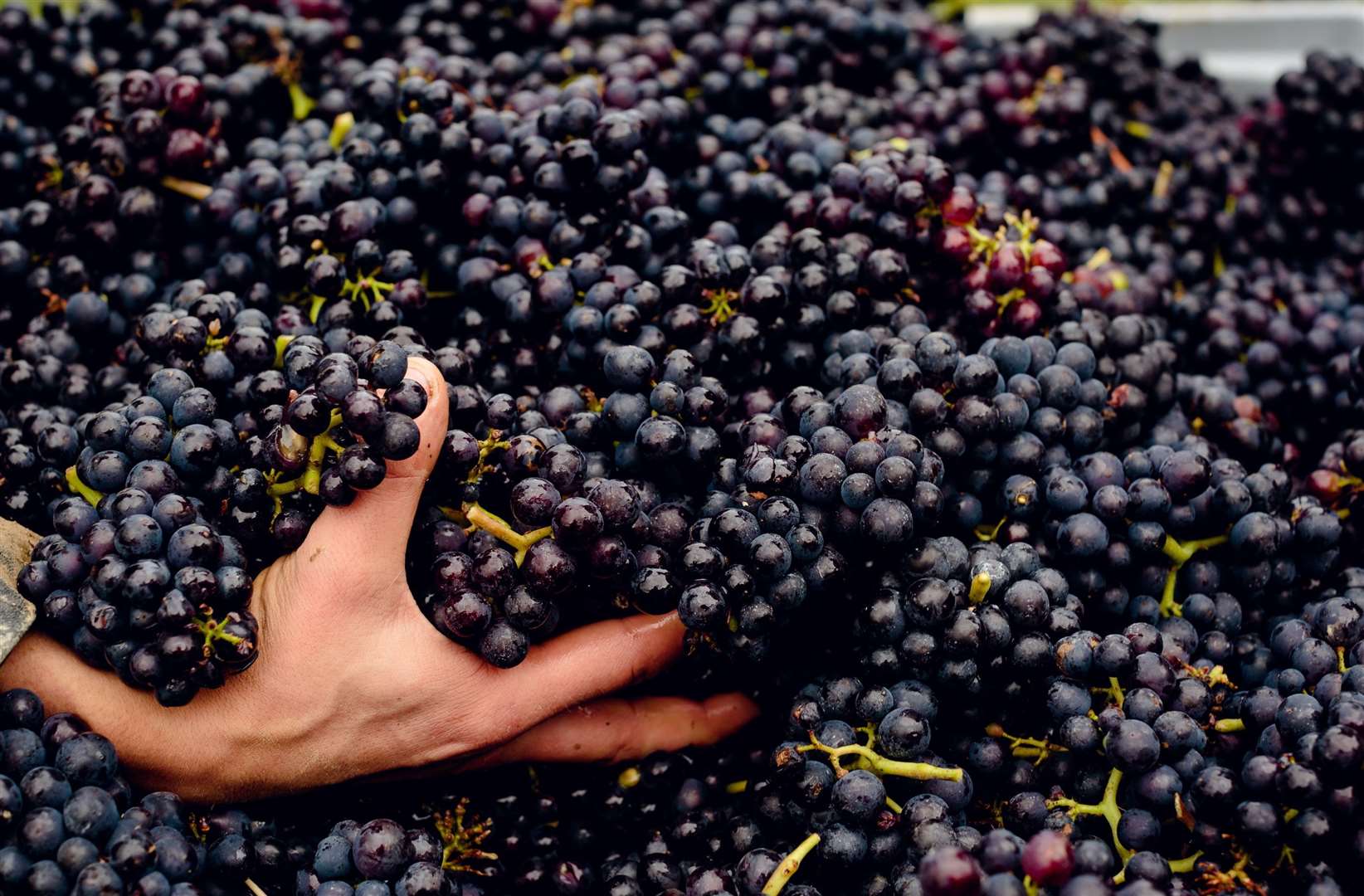 The grape harvest at Gusbourne