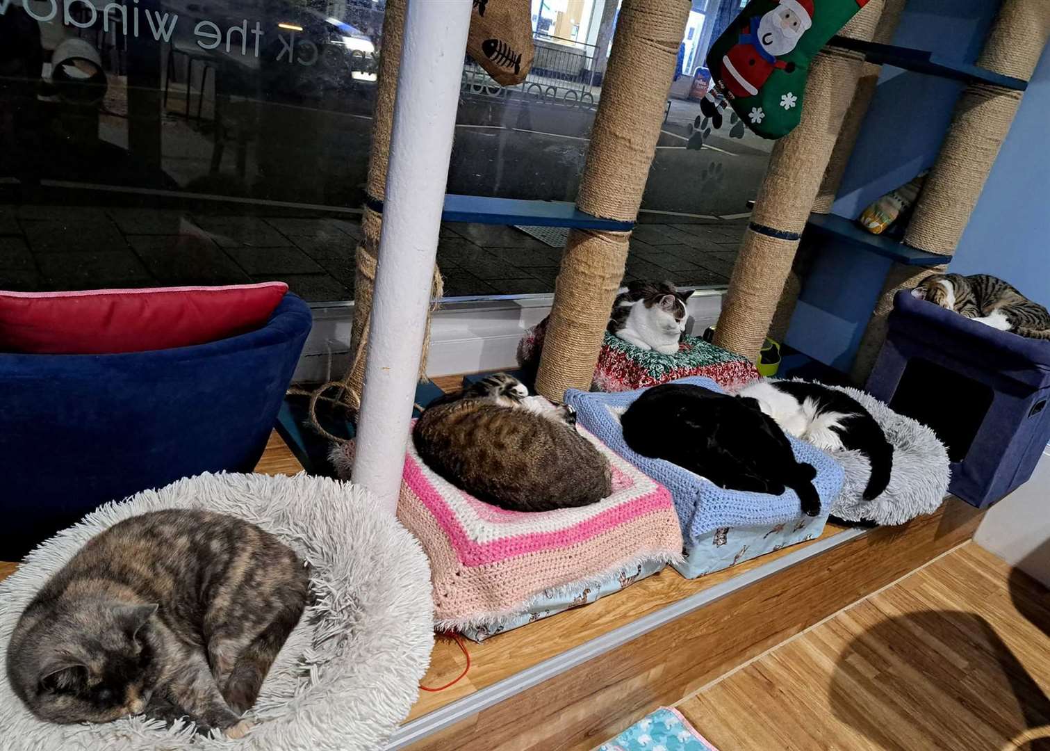 Herne Bay's Cosy Cat Cafe was the first of its kind to open in Kent. Picture: Christeen Norfolk