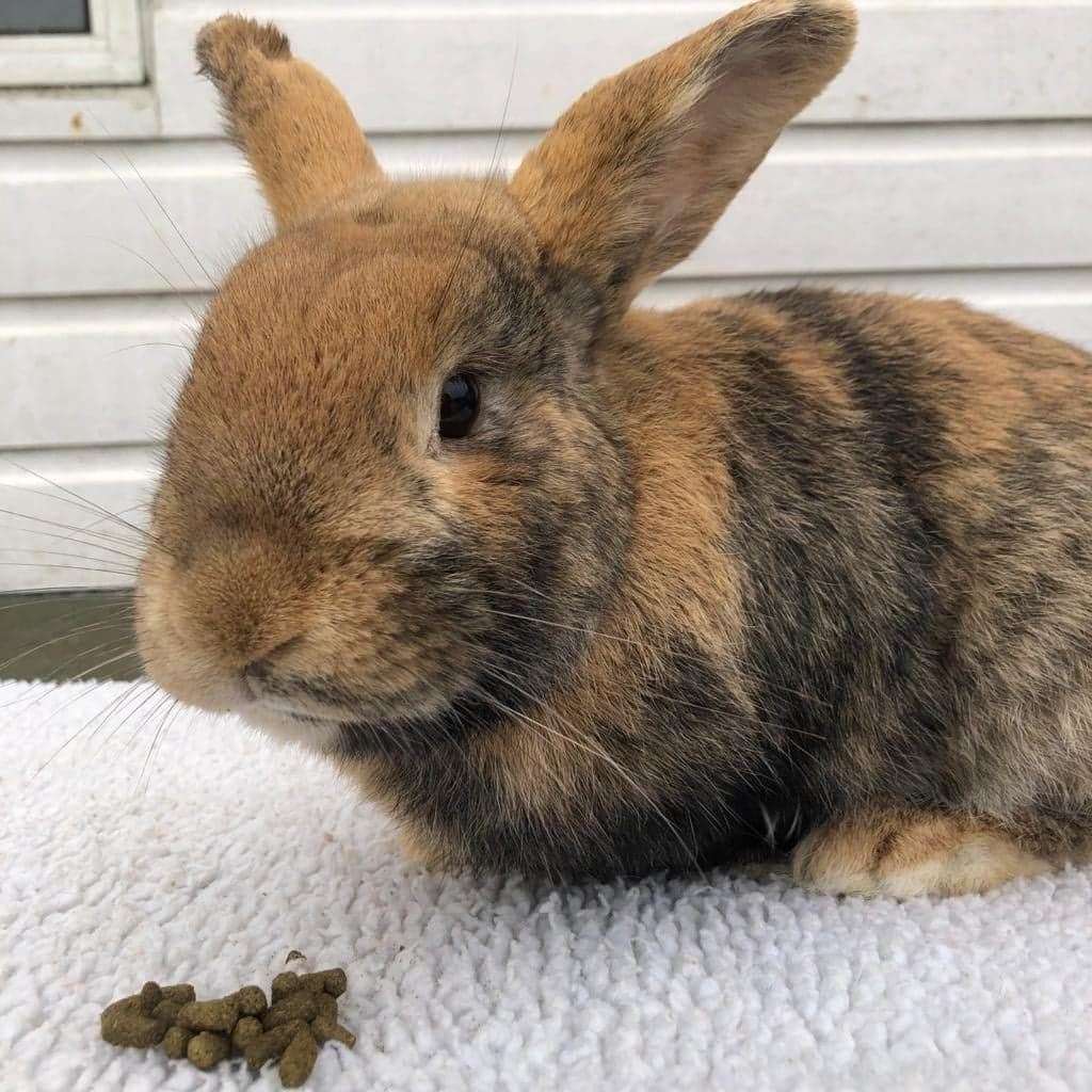 Ginger is now in a new home and even has a wife. Picture: Becky Blackmore