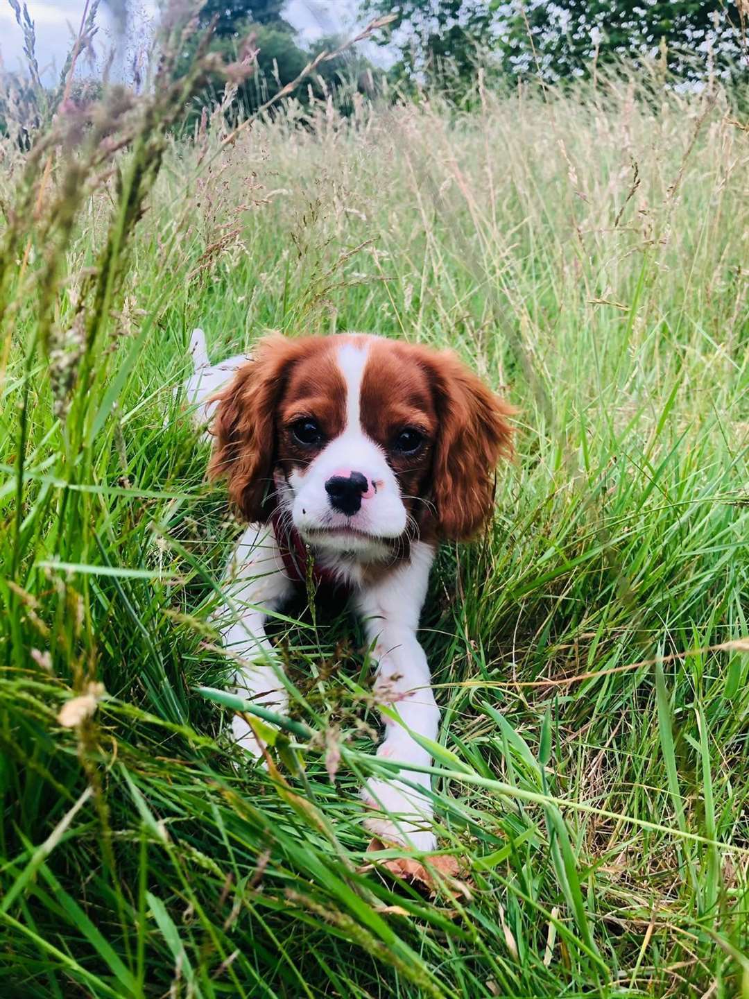 Toffee is back home and well again after surgery to remove a face mask he had swallowed (Blue Cross/PA)