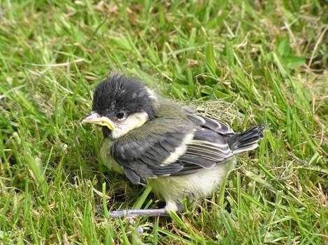 The RSPB is urging people to take extra care after increased reports of early nesting birds