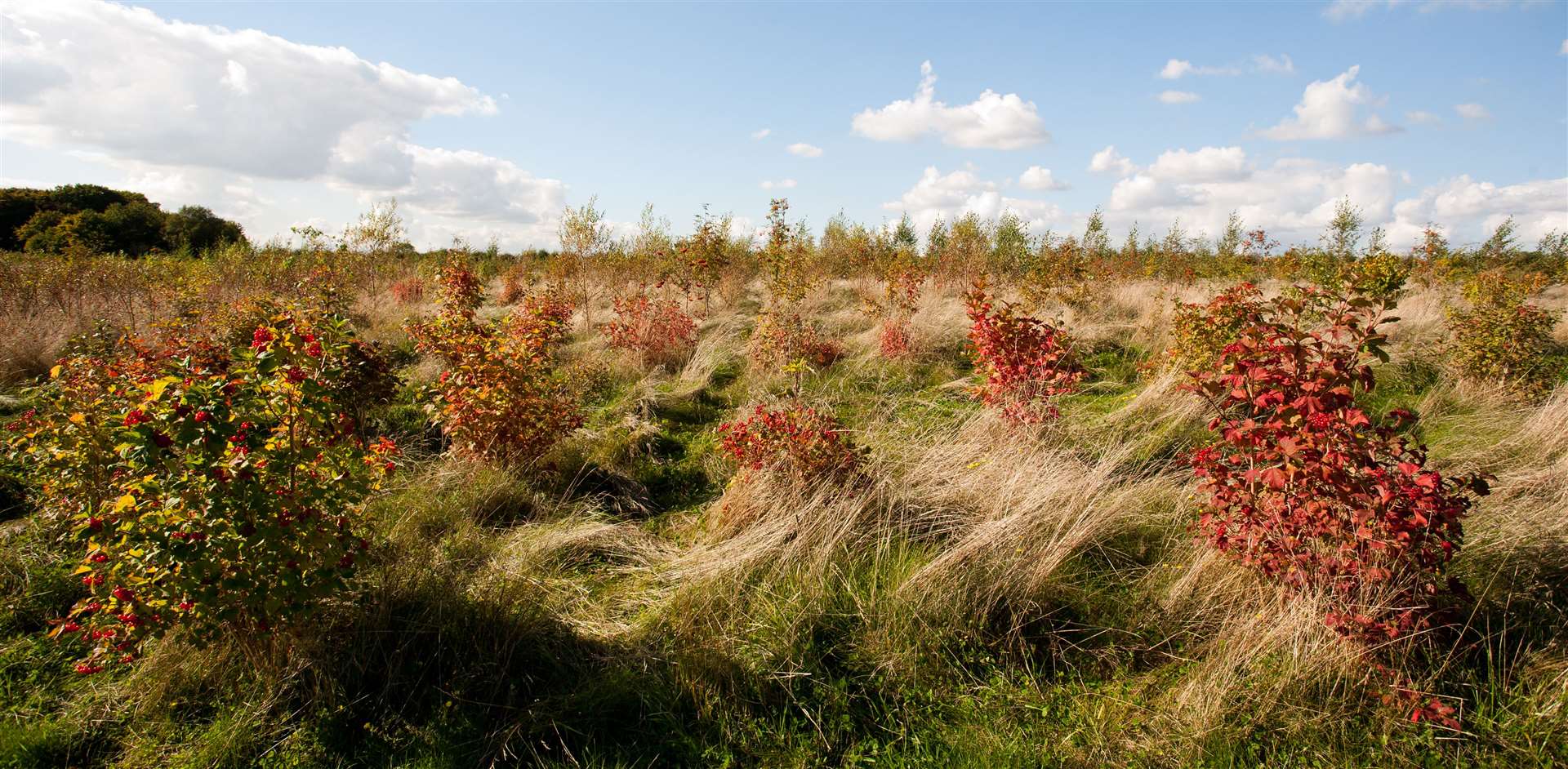 Native woodland should form a major part of new wood creation, the Woodland Trust urges (Judith Parry/WTML/PA)