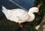 Friendly duck Jemima was shot dead by an airgun
