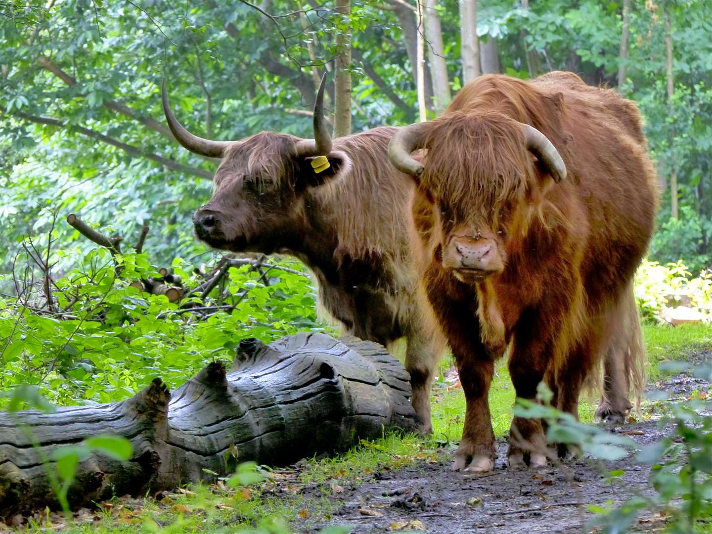 The Highland cattle at The Warren in Ashford Picture: Andy Clark