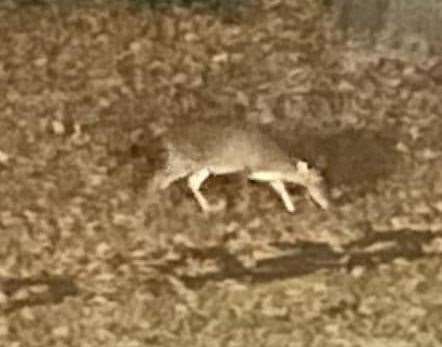 The muntjac seen in a garden in Sholden, near Deal. Picture: Pauline Hughes