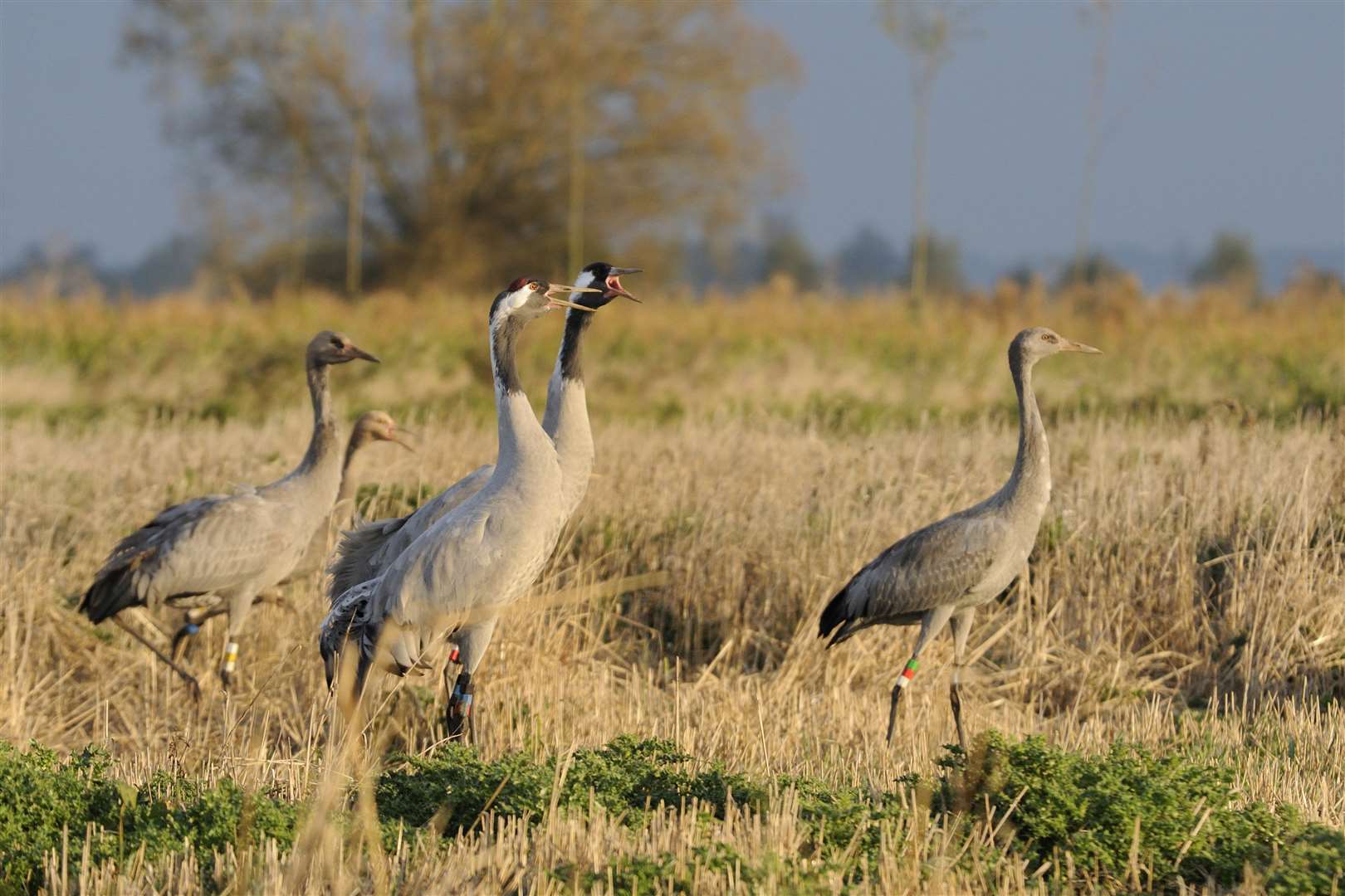 Cranes were once relatively common in the UK but went extinct in the 1600s here (Nick Upton/RSPB/PA)