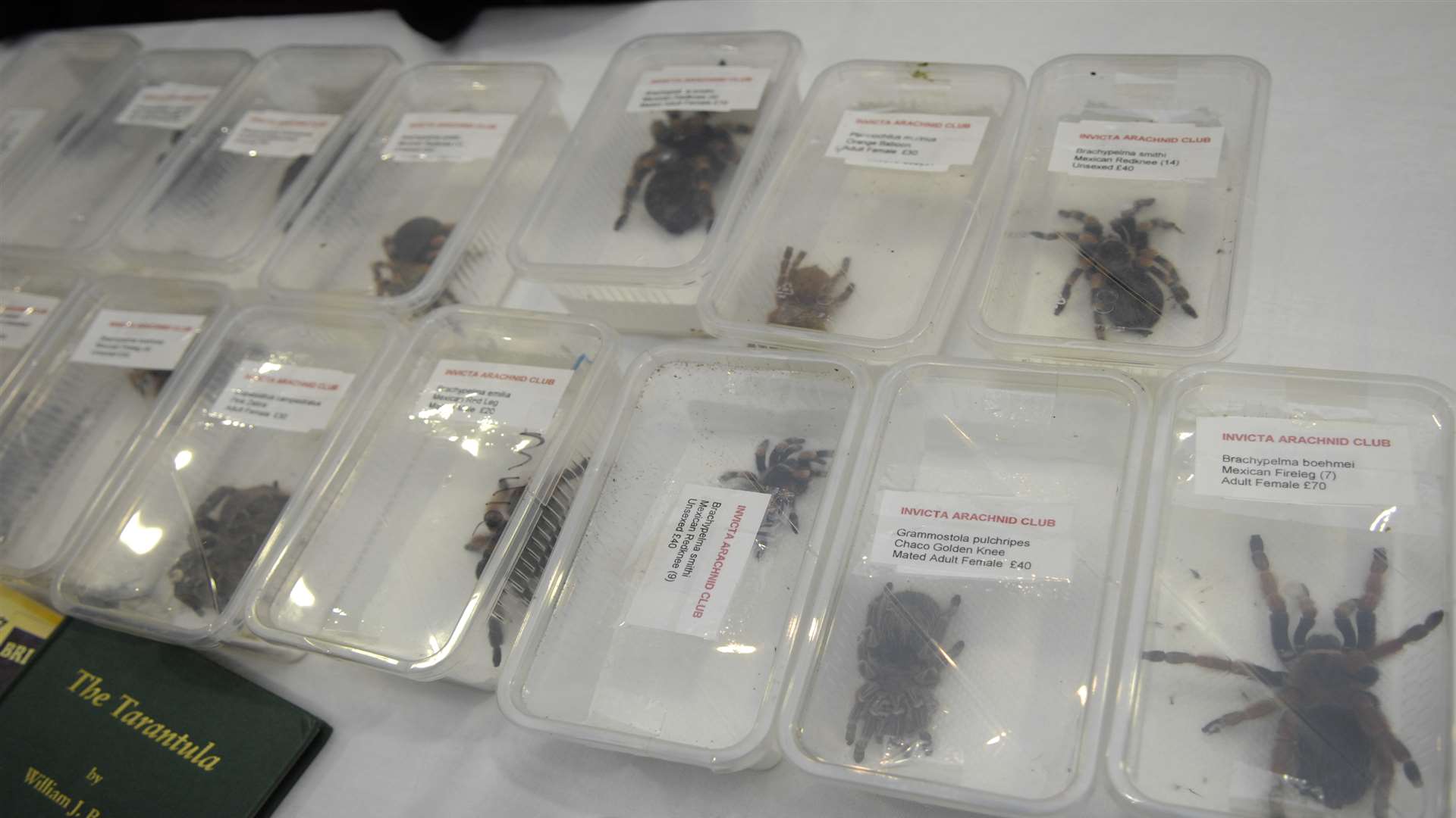 Last year's South East Arachnid Show in Ashford